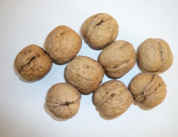 WALNUT IN SHELL