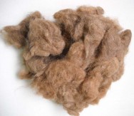 camel hair combings